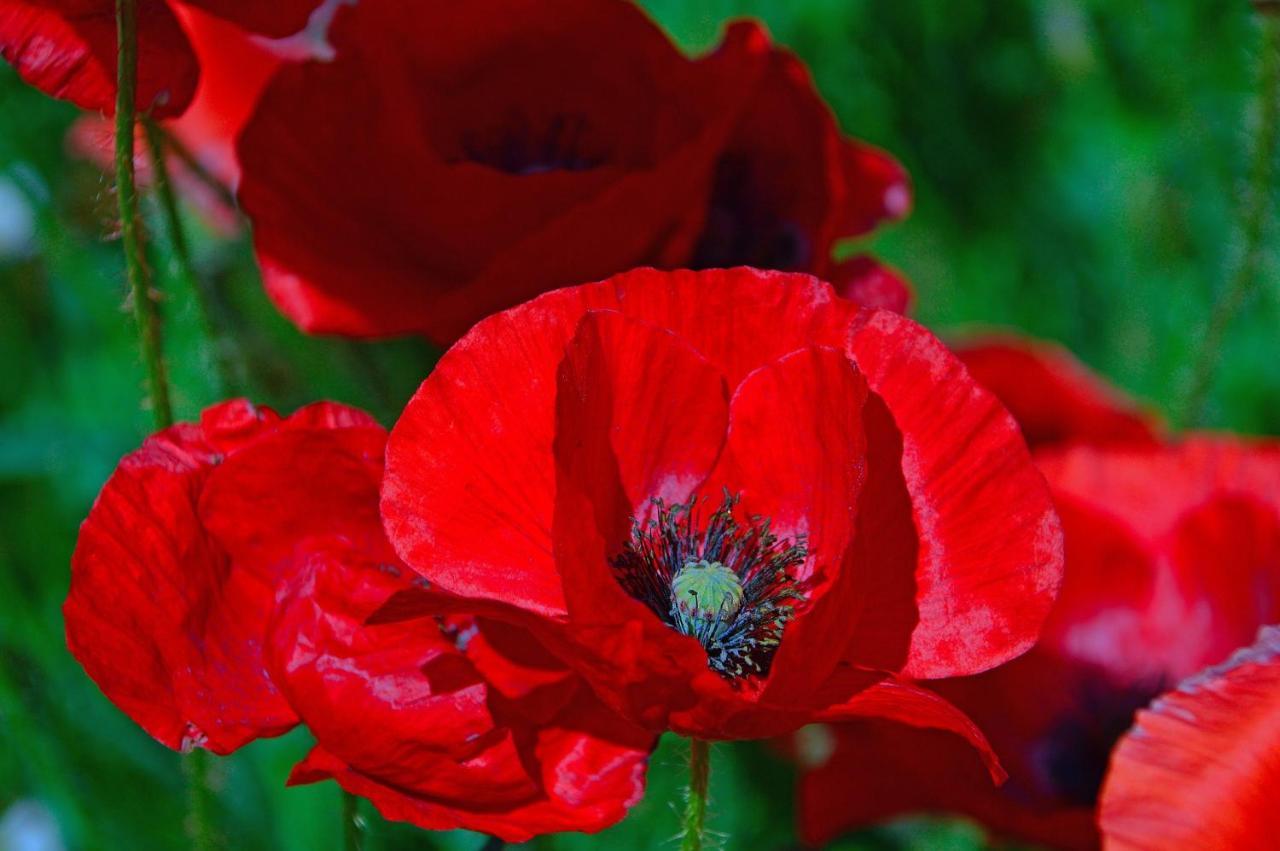 Poppy Flower Apartment Boedapest Buitenkant foto